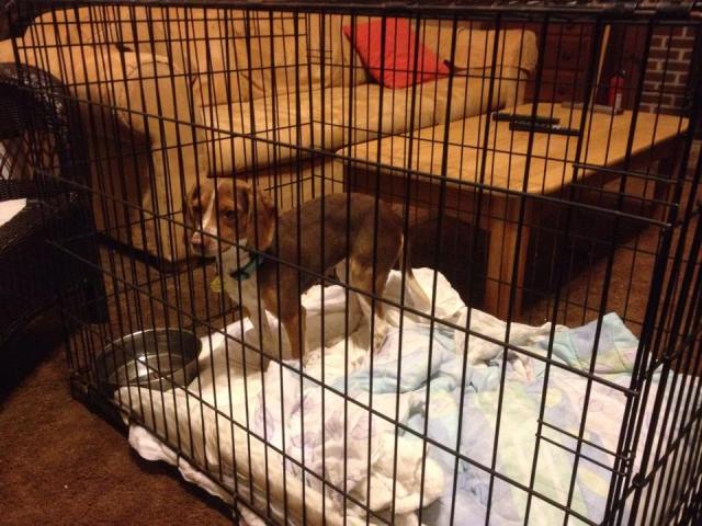 11021266_10203621463001788_794562714602592267_n