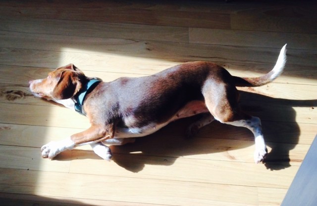 rolling on stink bugs