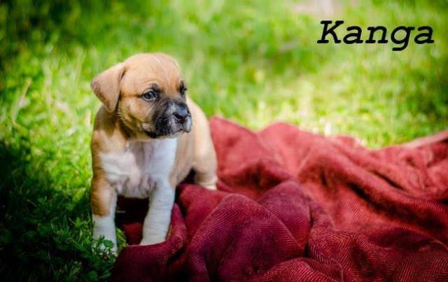 10999881_10205435552186742_1452223599950933504_n