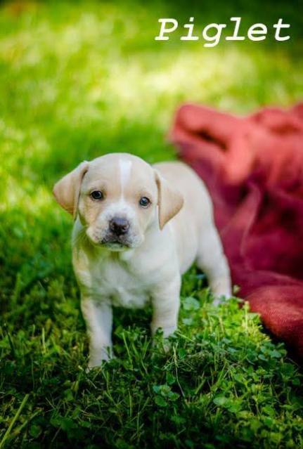 11219718_10205435552226743_6981946468494050676_n