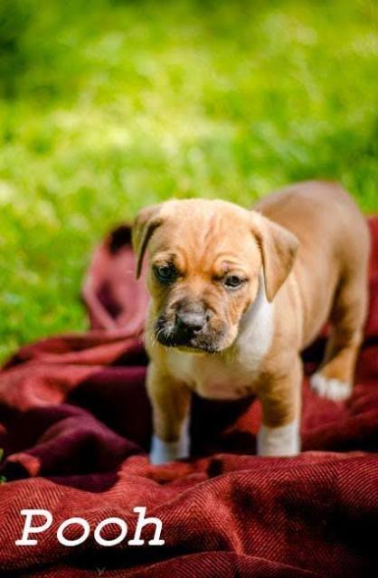 11391543_10205435552106740_2828806931505507102_n