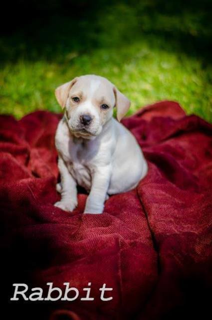 11536147_10205435552066739_8932478657429123391_n