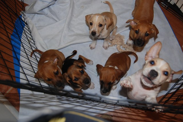 That leaping lune would be Marzle! (he's been much too busy to get a still shot)