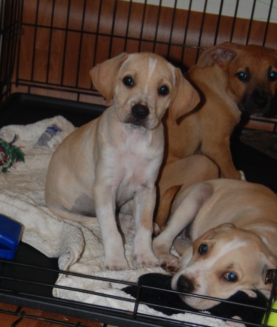 Jillie Bean, Chick Pea (in back) and Marzle