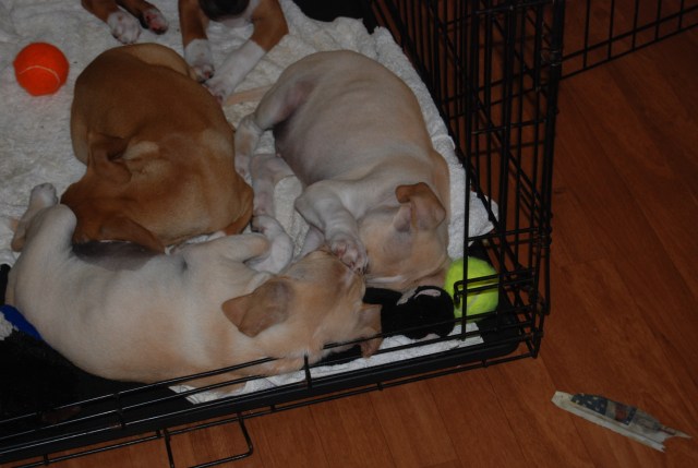 Marzle and Jillie bean snoozing (note that Marzle has his paw on her face)