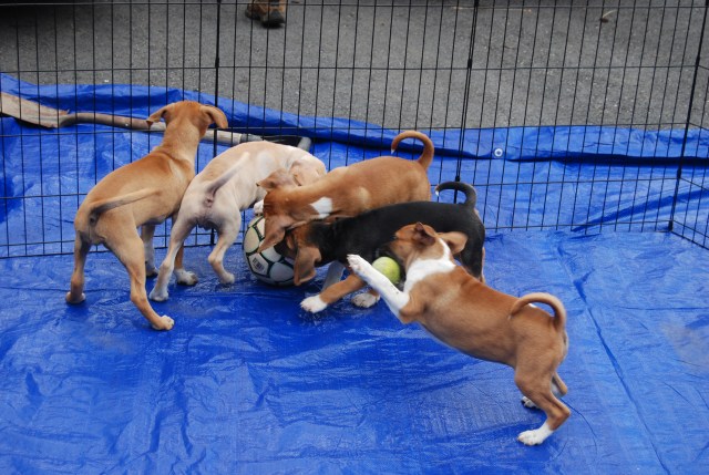 Homeboy catching the bouncing tennis ball while all the others battle for the soccer ball