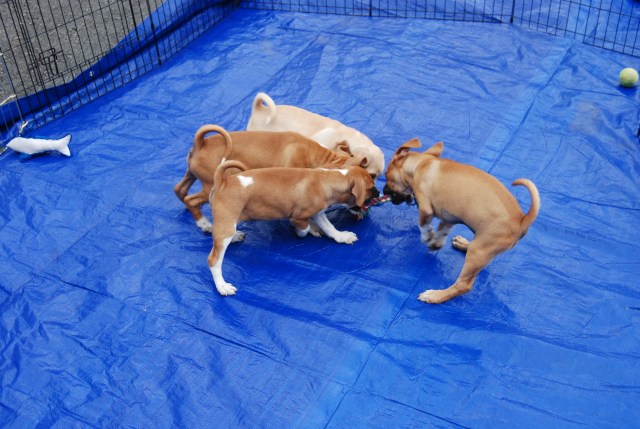 Chick Pea takes on three of the boys in a tug of war
