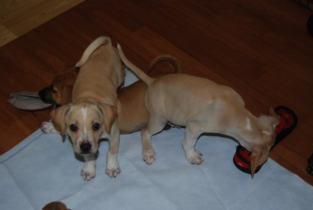 Jillie standing on Chick Pea and ignoring Marzle 