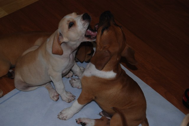 Marzle and Lug Nut squaring off