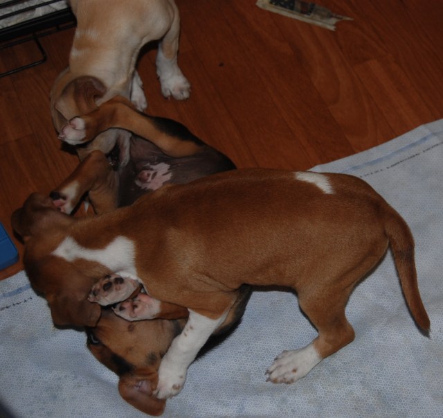 Homeboy taking down Boz