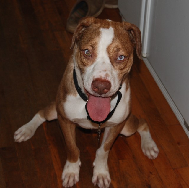 Here's Frank trying to sit for his treat on our wood floor while his legs slide out from under him.