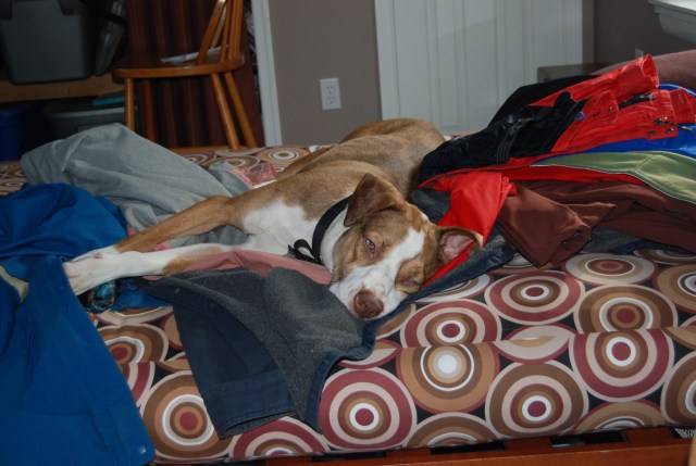 Trying to keep watch over me as I work on my computer.