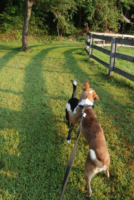 Frank batting away the pesky fly Texas