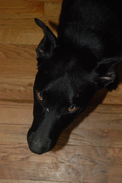 Toothless from How to Train Your Dragon