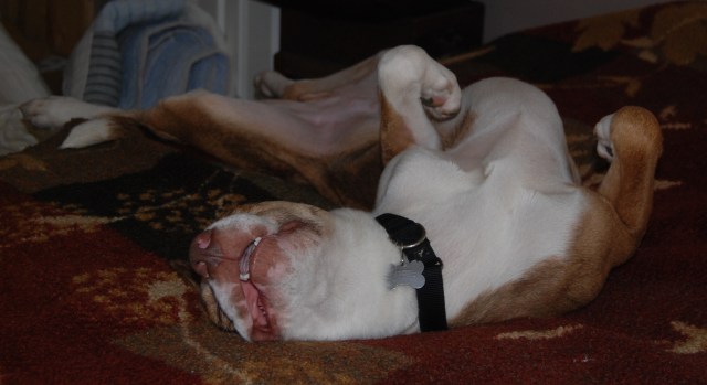 I know he looks sort of dead in this picture, but it's really that he's gotten kind of comfortable here...