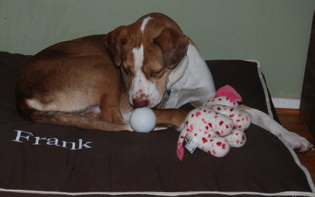 Frank returned with his own beautiful custom bed!