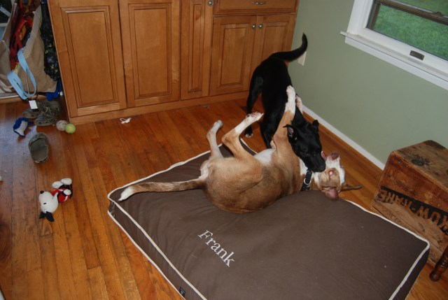 I know it doesn't look like it, but Frank actually did reclaim the throne this time.