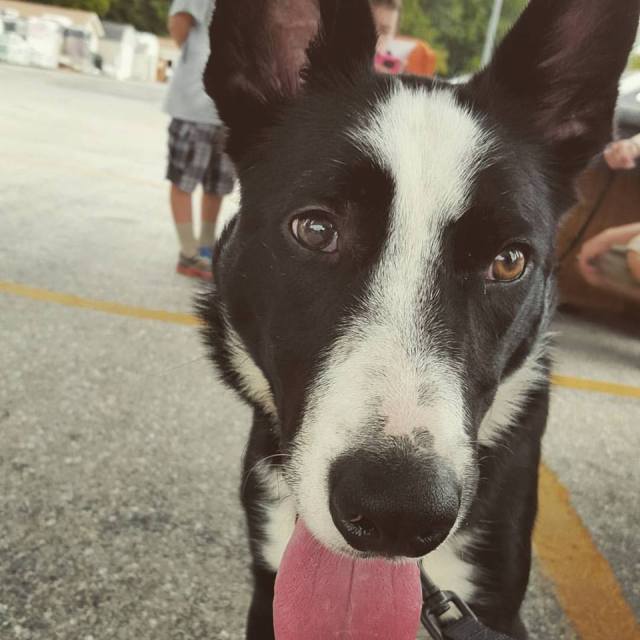 11260843_10155902566435411_3526323269060517134_n