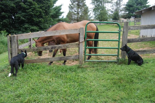 Texas and Tennessee keeping tabs on the horses for me.