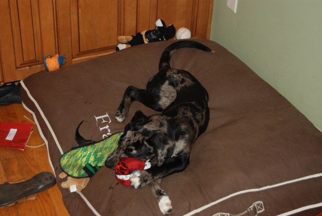 Chism hoarding her stash of toys.
