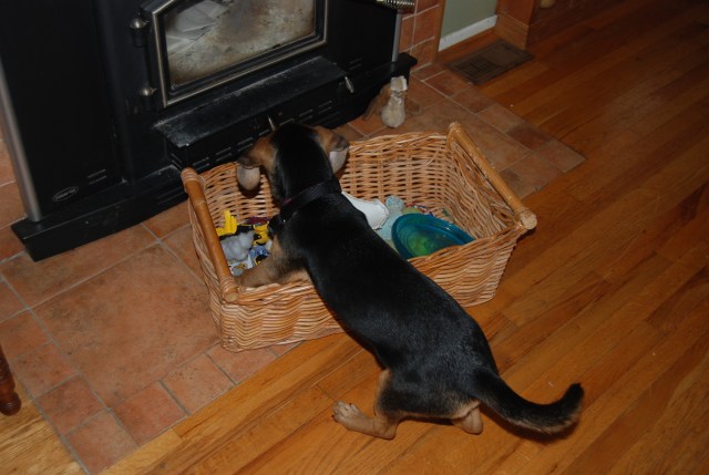 Charm selects a toy from the basket...