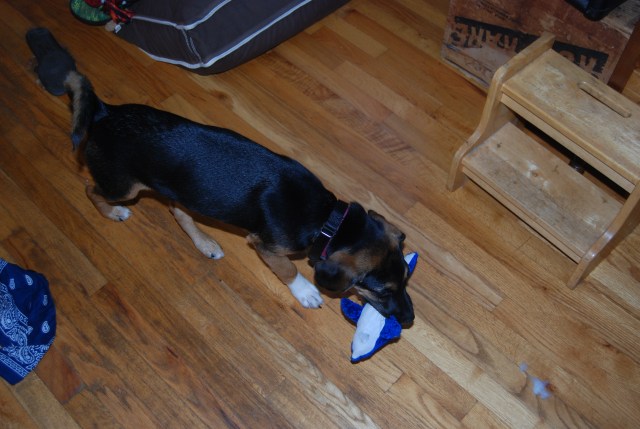 A  nice little blue dolphin to gnaw on....