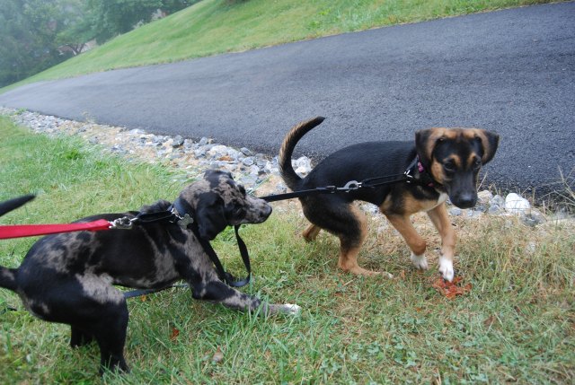 Chism walking Charm again...