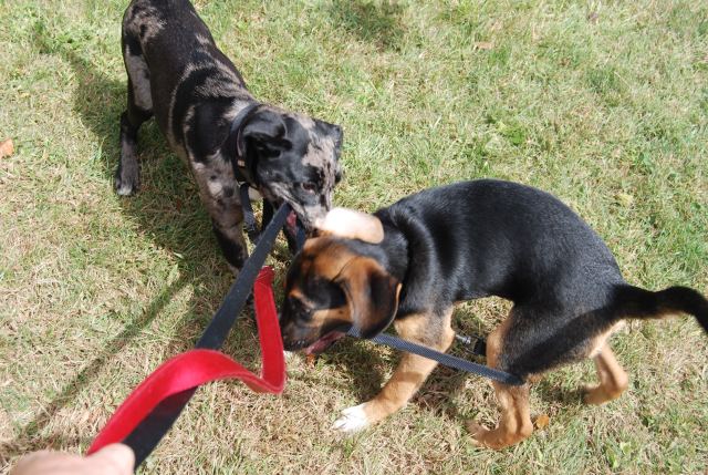 ...and that would be what it looks like to be hog-tied.