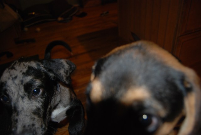 This is how close the monsters can get.....it's not easy getting a clean shot.