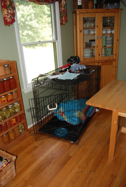 Guest of the week's crate (currently Rollie's)