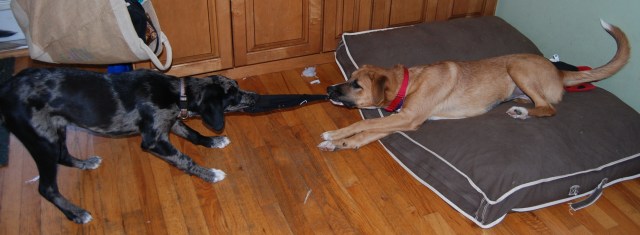 Tug of War 