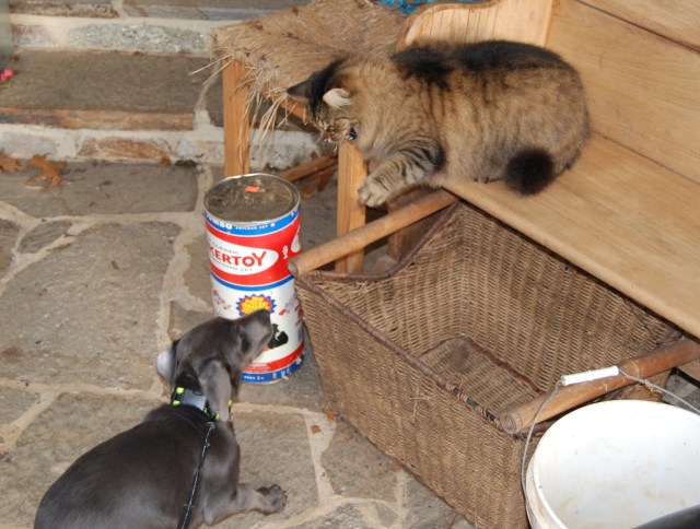 Crash explaining to Foo Foo that she must bow down before royalty.