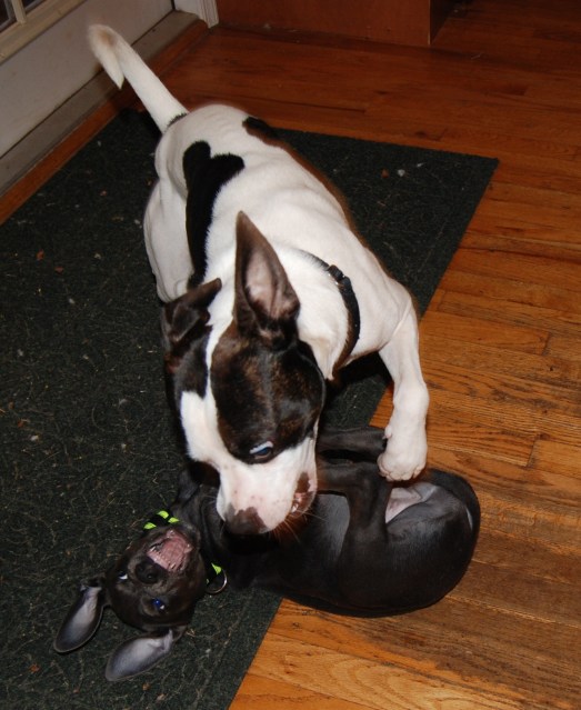 (I think Foo Foo looks like a fruit bat in this picture)