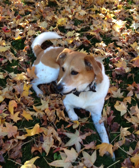 Gracie, our personal puppy