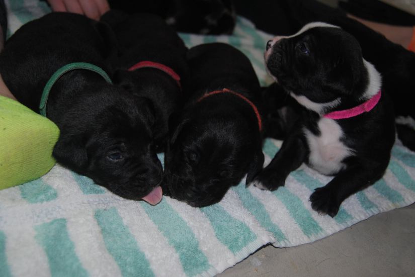 12314225_470393126466191_9196469553925813367_o