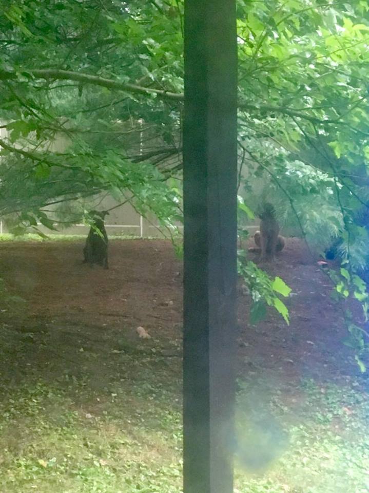 13551174_10209881389095783_422976727_n