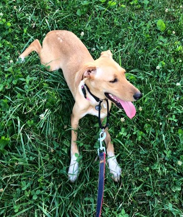 13775355_10153740850342405_3481231091558489786_n