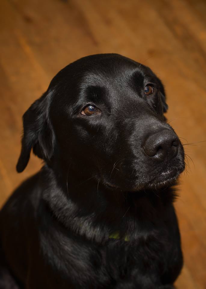 14915185_10210231496135073_2127436741205755890_n