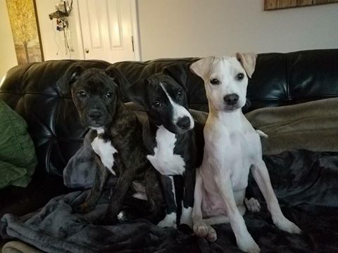 14993449_10154040072422405_8413698809171841626_n