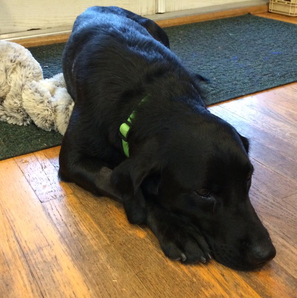 15055794_10154052302712405_5566762759091790653_n