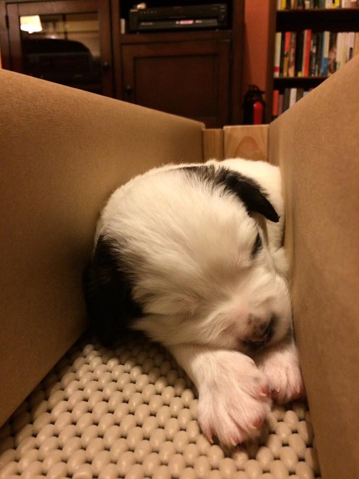 15781809_10154191800962405_8892189534526063720_n