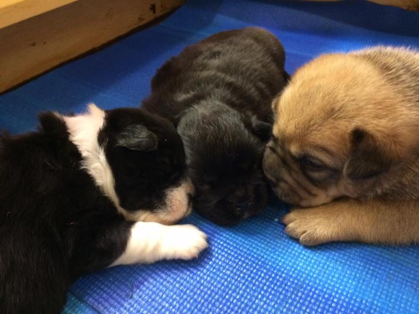 17264729_10154387108267405_7724861421816592480_n