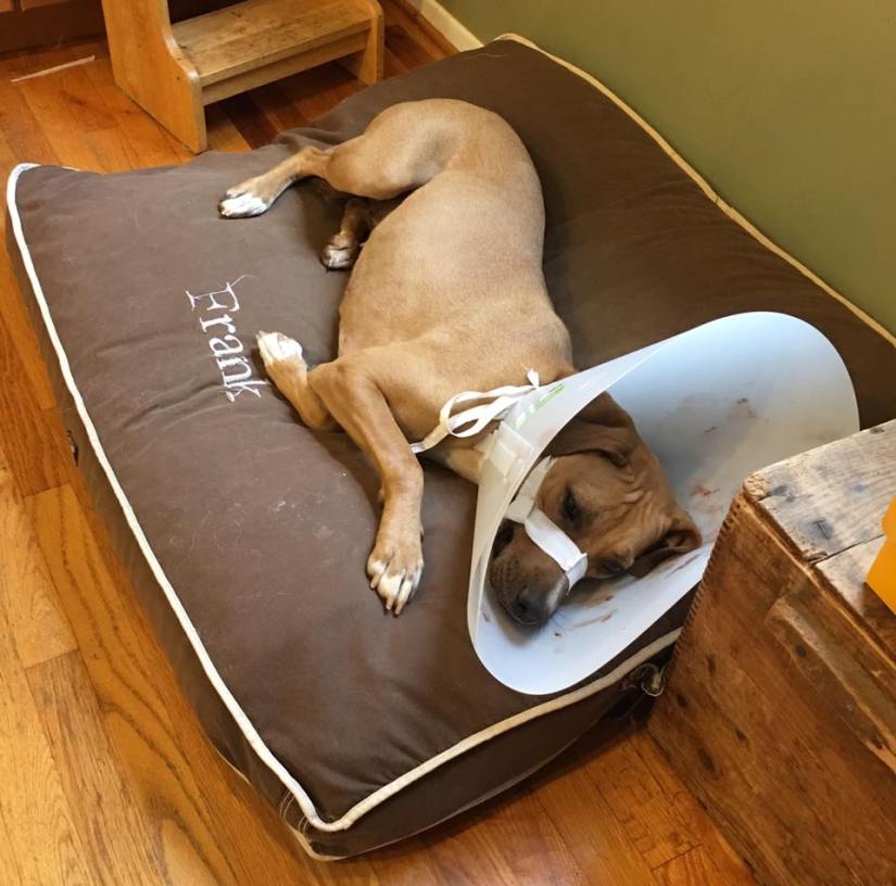 19146288_10154656178092405_7822211869963233310_n