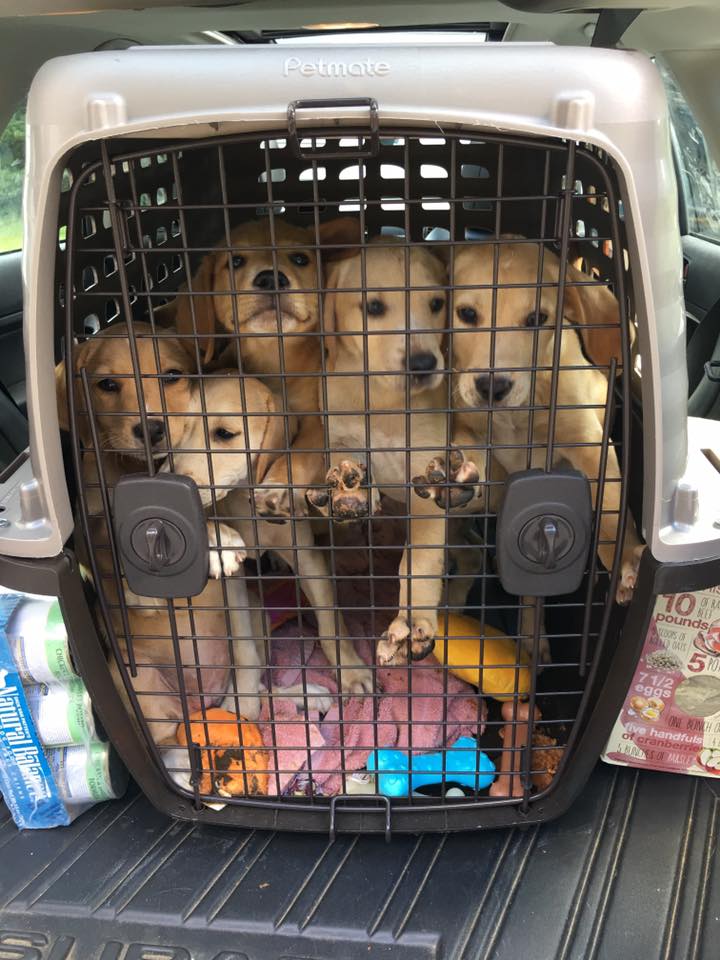 19420642_10154685850087405_8651240479997259199_n