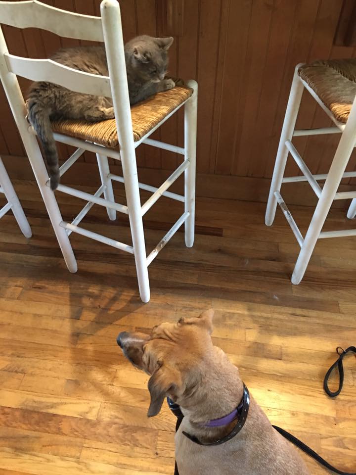 20621956_10154811788917405_1453790249918882729_n