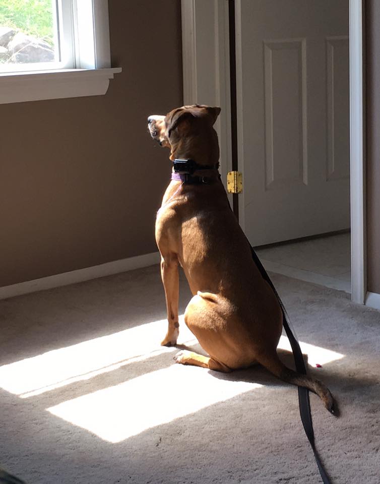 20915201_10154856105427405_5227351673992947837_n