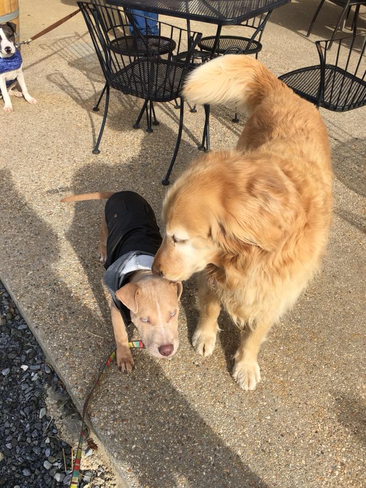 23435140_10155082480972405_5636852491247830407_n