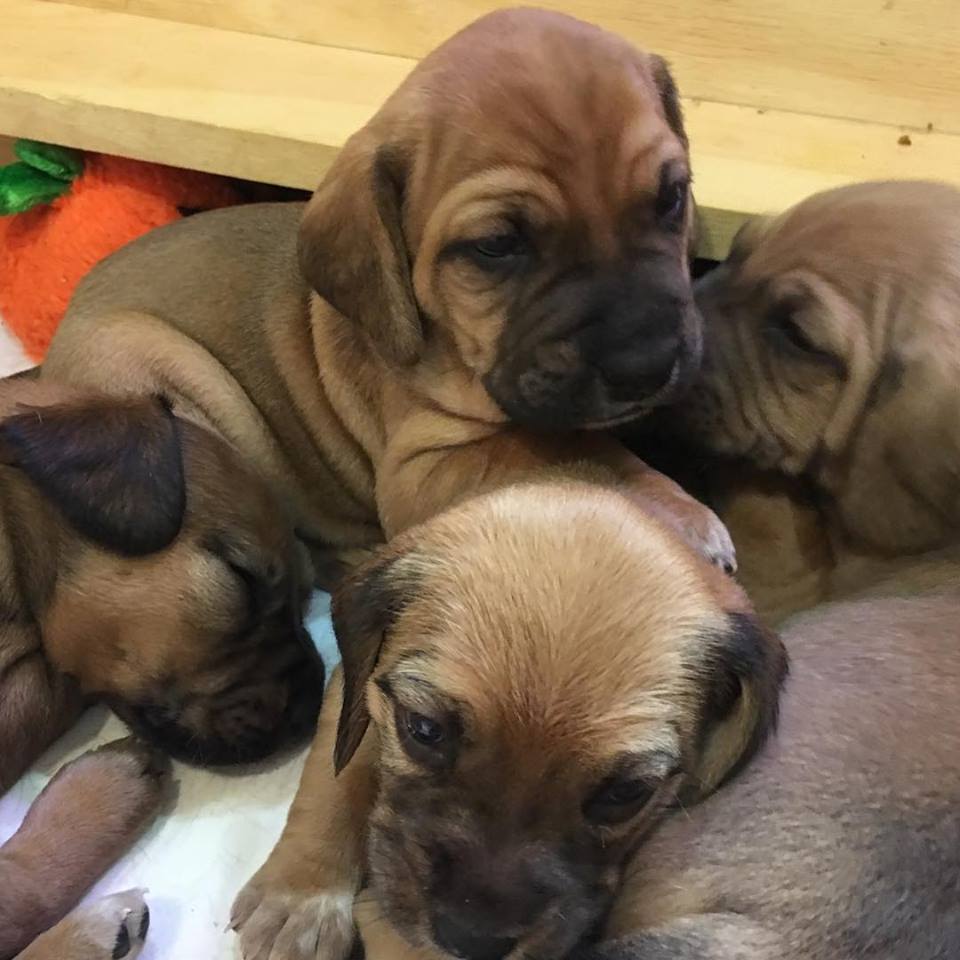 29468106_10155422551912405_8573126778652983296_n (1)