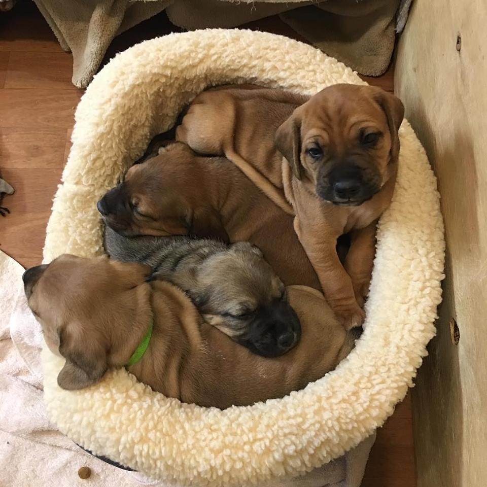 29512339_10155437368907405_5797159415204286479_n