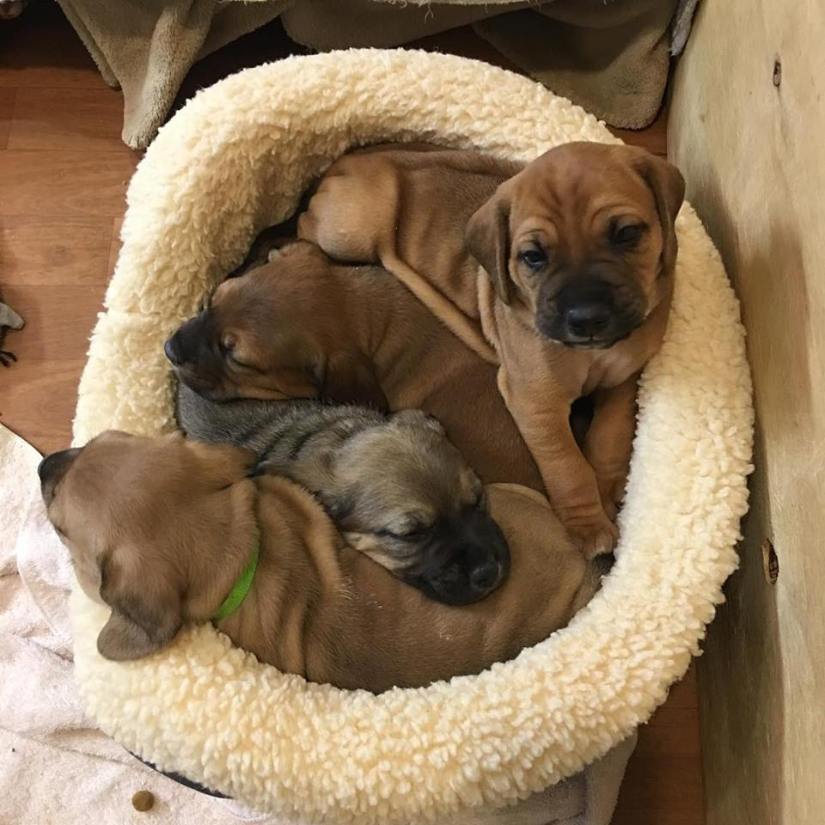 29512339_10155437368907405_5797159415204286479_n